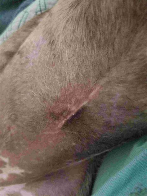 My puppy had a hernia surgery on 2/15, the day before we got her. She ...