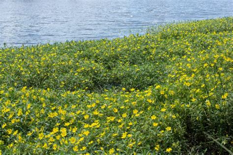 The Most Common Plants That Live In Rivers And Streams