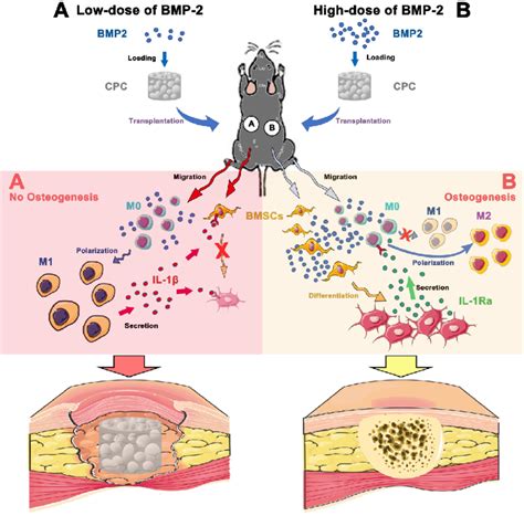 Mechanisms of BMP-2-induced osteogenesis in a dose-dependent manner. At ...