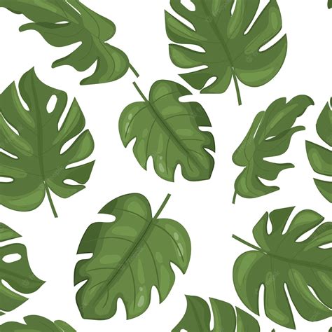 Premium Vector Plant Green Monstera Leaves On White Background