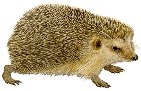 Hedgehog Png Images Transparent Background Png Play