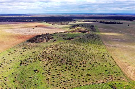 Re-connecting fragmented Malleefowl habitat - Greening Australia - Greening Australia