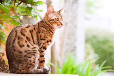 7 Facts About Bengal Cats Personality History Health And More