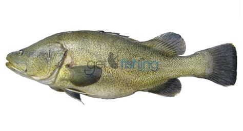 Murray Cod Get Fishing