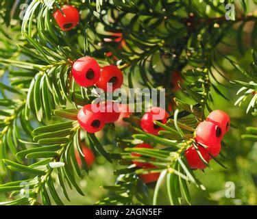 Berries the fruit of yew tree. Taxus Baccata Yew berries are edible ...