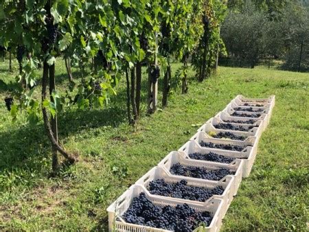 Conclusa La Vendemmia Ottima Annata Per Le Cantine Ravazzi Cantine