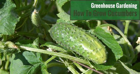 How To Grow Cucumbers In A Greenhouse