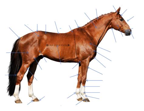 Equine Anatomy Diagram Quizlet