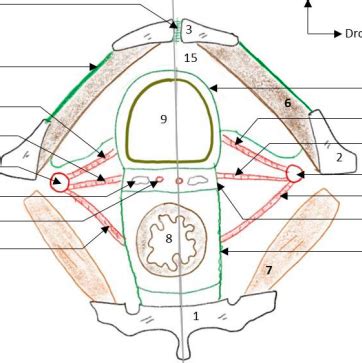 Diagramme De Appareil G Nito Urinaire Coupe Axiale De La V Ssie Quizlet