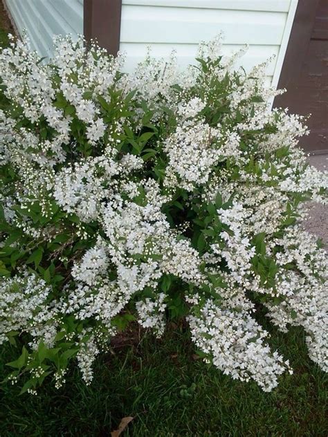 Bridal Wreath Spirea Spiraea Vanhouttei This Appears To Be Bridal