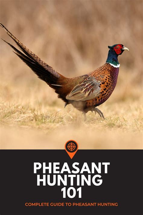 Pheasant Hunting | How To Hunt Pheasants The Complete Guide | Pheasant ...