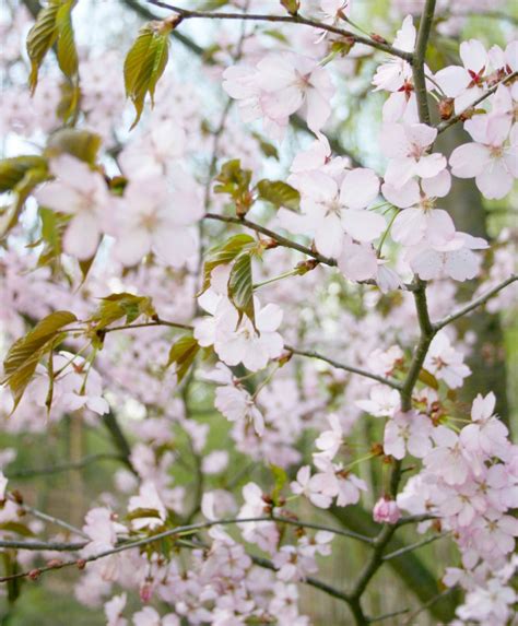 Free Images Tree Branch Flower Bloom Food Spring Produce