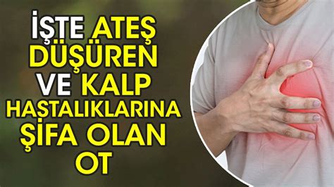 İşte ateş düşüren ve kalp hastalıklarına şifa olan ot