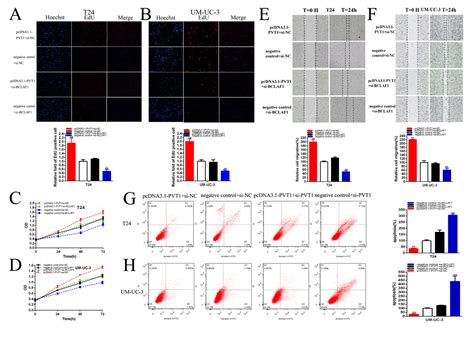 Correction For Lncrna Pvt1 Accelerates Malignant Phenotypes Of Bladder