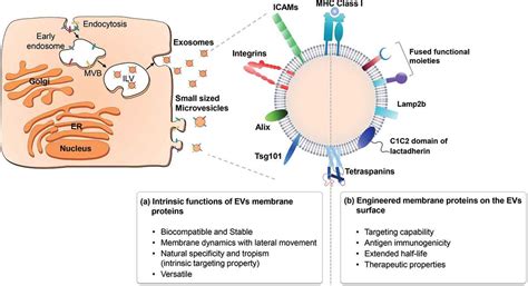 Extracellular vesicles as a platform for membrane-associated ...