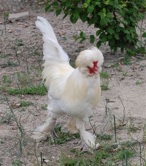 10 Rarest Chicken Breeds In The World