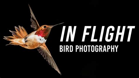 Photographing Birds In Flight With Lee Hoy B H EXplora