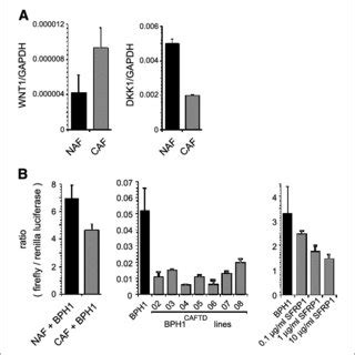 Overexpression Of Sfrp In Bph Cells Leads To Increased Proliferation