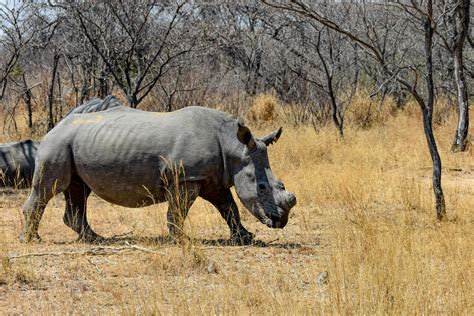 Free stock photo of african wildlife, rhino, wildlife