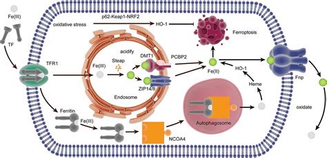 Frontiers Ferroptosis A Regulated Neuronal Cell Death Type After