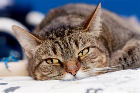 7 Facts About Feline Pancreatitis Catster