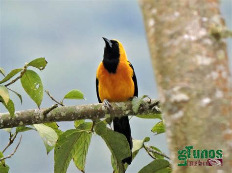 Turpial Montañero Icterus Chrysater Parque Natural Los Tunos