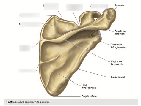 Escapula Vista Posterior Pt Diagram Quizlet