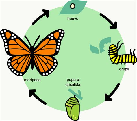 Ciclo De Vida De Las Mariposas