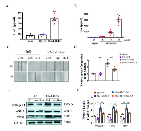 IL 6 Participates In Cad 11 Induced Cardiac Fibroblast Activation A