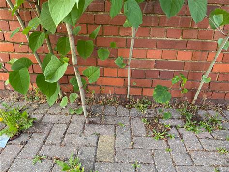 Japanese Knotweed