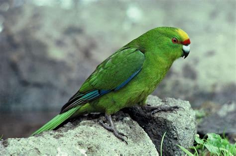 Parakeets: List of Types, Care as Pets, Lifespan, Pictures