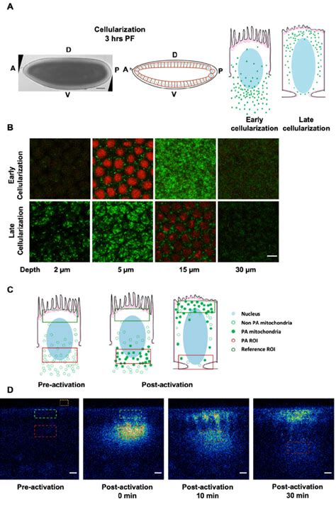 Photoactivation Experiment To Ascertain The Movement Of Mitochondria