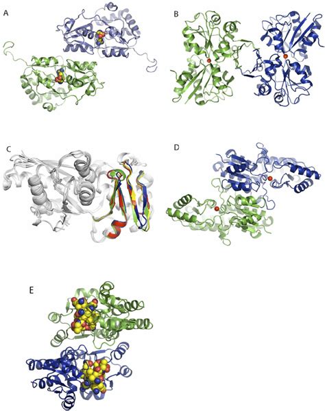 Ribbon Diagrams Of Crystallographic BP Dimers Discussed In The Text