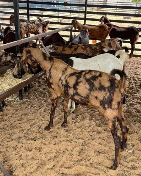 Sirohi Goat For Pure Quality Gender Female Mail At Rs