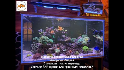 Морской аквариум Андрея. 5 месяцев после переезда. - YouTube