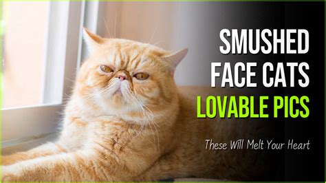 Breaking Stereotypes: These Smushed Face Cats With Flat Faces Will Melt ...