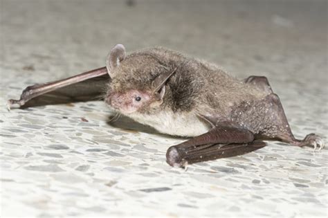 Myotis Hasseltii Энциклопедия животных · Biodiversity4all