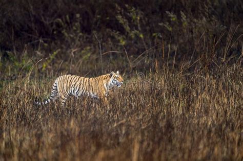 Indian Wild Female Tiger Or Panthera Tigris Or Tigress Side Profile