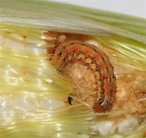 Corn Earworm Wisconsin Vegetable Entomology