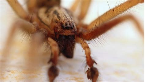 Un Cauchemar Une Araign E Vivante Trouve Refuge Dans Son Oreille