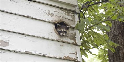 How to Identify Raccoon Droppings | Eco Bear Biohazard Cleaning Co.