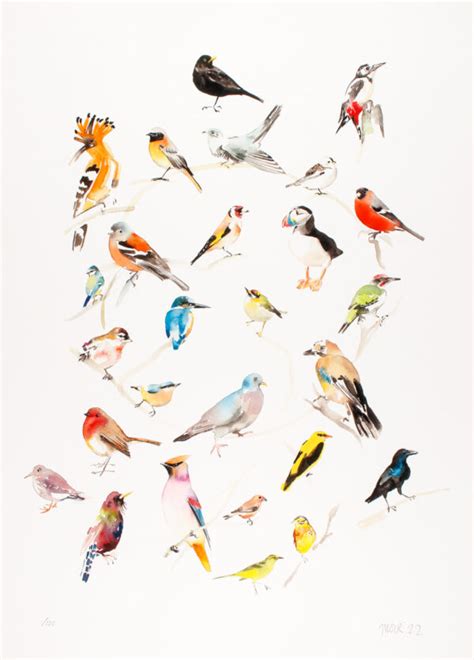 British Birds Colour Wheel Jim Moir Art