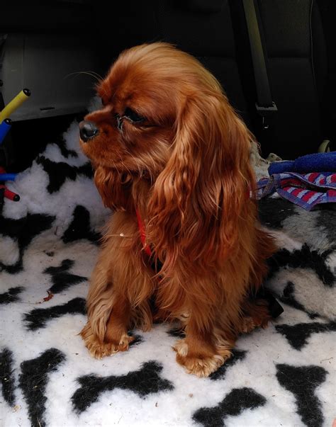 Cavalier King Charles