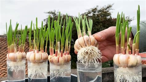 How To Grow Garlic Quickly Rooting With Hydroponics Youtube