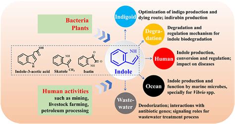 Frontiers Biodegradation And Biotransformation Of Indole Advances And Perspectives