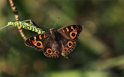 Papillon Fond d écran HD Arrière Plan 2560x1600 ID 365395