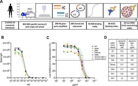 Discovery Of A Potent Sars Cov 2 Rbd Specific Human Monoclonal Antibody