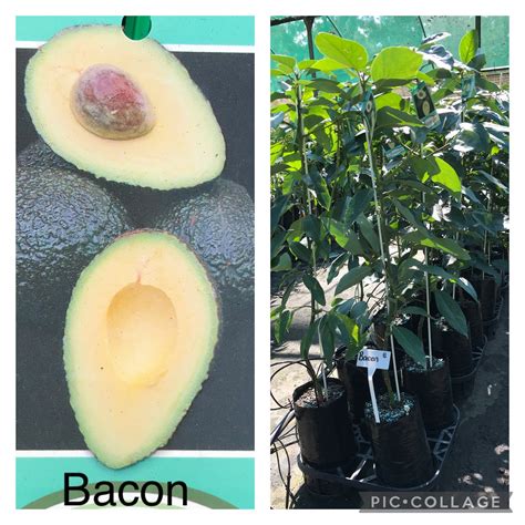 Avocado-Bacon | Bravo Nursery