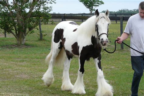 Bluebluegirl17foal