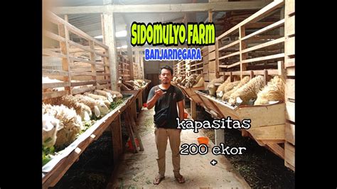 Dolan Kandang Kambing Domba Sidomulyo Farm Kapasitas Lebih Dari